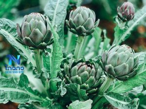 Làm thuốc nhuộm quần áo màu xanh rêu với hoa atiso